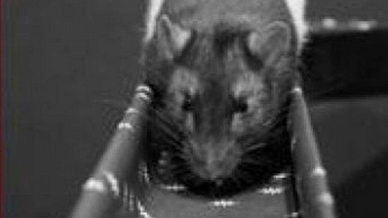 Las ratas pasaron por un conducto y recibieron una descarga eléctrica.
