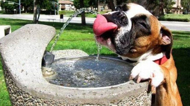 Para que no padezcan el verano