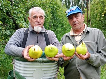 “Tirar la cosecha antes que regalarla”: el drama del productor que vende peras a $300 y las ve a $4.000 en la verdulería.