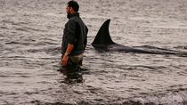 el guardafaunas amigo de las orcas volvio ser juzgado por violencia de genero y otra vez zafo de la carcel el guardafaunas amigo de las orcas volvio ser juzgado por violencia de genero y otra vez zafo de la carcel