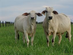brasil amplia sus fronteras sanitarias, ¿y por casa como andamos? brasil amplia sus fronteras sanitarias, ¿y por casa como andamos?
