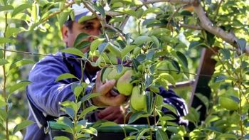 La escasez de fruta en Sudamérica impulsa el valor de la pera argentina, con una demanda que se mantiene firme. | LM Neuquen La escasez de fruta en Sudamérica impulsa el valor de la pera argentina, con una demanda que se mantiene firme.