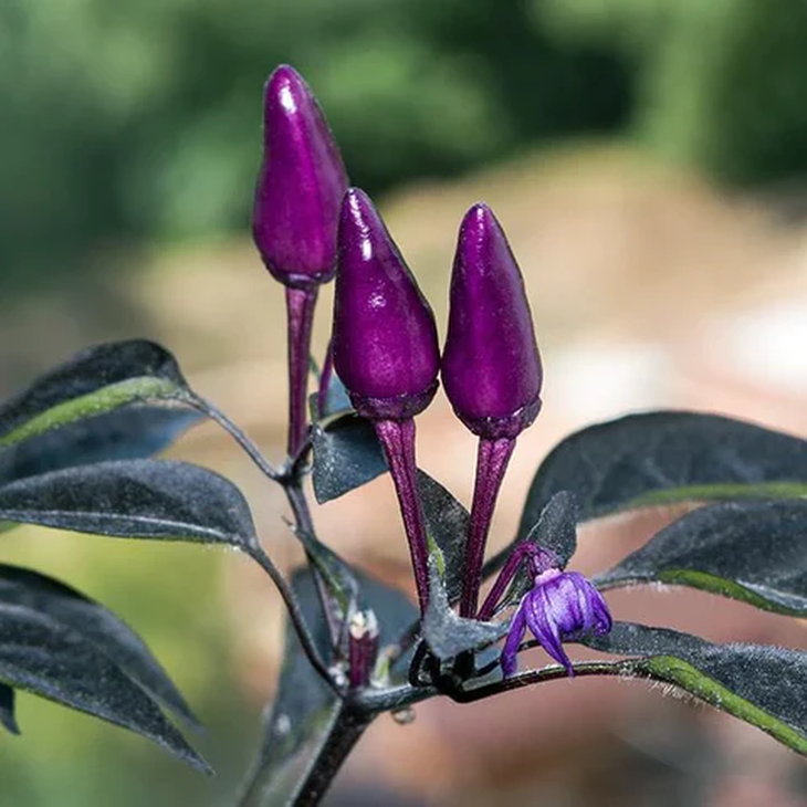 El Jalapeño Morado, un tipo morado de una popular variedad de chile. Foto:pepperjoe.com El Jalapeño Morado, un tipo morado de una popular variedad de chile. Foto:pepperjoe.com