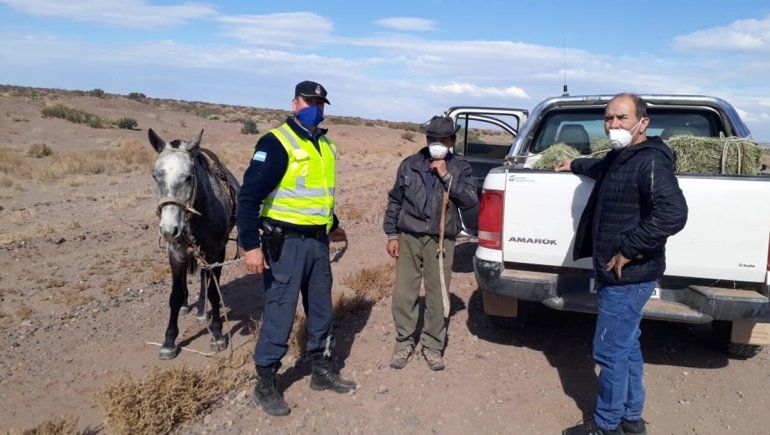 Asisten con forrajes a crianceros del interior neuquino