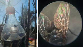 el innovador uso de insectos en neuquen: como moscas y escarabajos resuelven crimenes