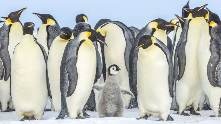 Antártida: se ahogan miles de pingüinos por culpa del deshielo
