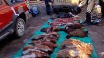 Llevaban 1.000 kilos de carne faenada de manera ilegal en una camioenta sin papeles: caballo, guanaco y ñandú. Llevaban 1.000 kilos de carne faenada de manera ilegal en una camioenta sin papeles: caballo, guanaco y ñandú.