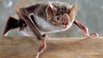 MURCIELAGOS.jpg