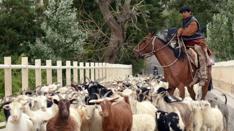 Crianceros de chivos y huerteros temen que les quiten los campos.