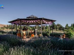 En febrero se llevará a cabo el festival de la cosecha de lavandas. En febrero se llevará a cabo el festival de la cosecha de lavandas.