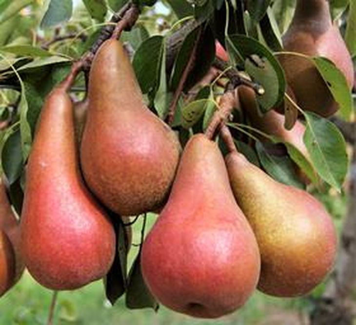 Pera Lucy, lista para cosechar. Pera Lucy, lista para cosechar.