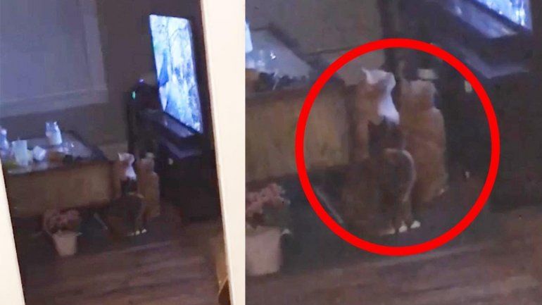 Estos gatos no dejan de sumar reproducciones en YouTube