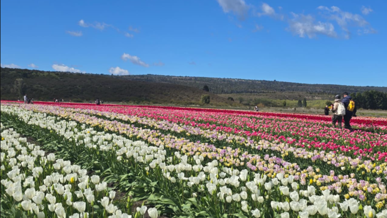 Arrancó la temporada del campo de tulipanes en Chubut: cuánto cuesta la entrada y qué hay de nuevo