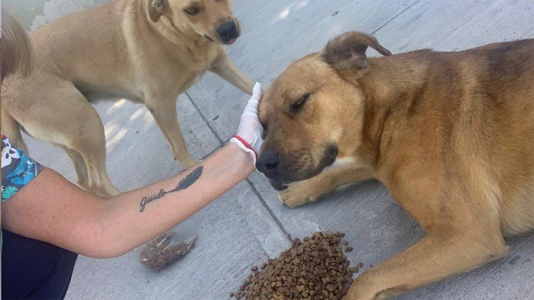 En la cuarentena, el Municipio alimenta a perros callejeros