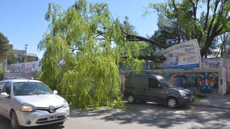 Las ráfagas más intensas llegaron a los 95 km/h: hubo árboles y postes caídos