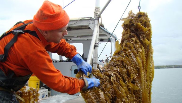 Así es la cosecha de algas en Santa Cruz.