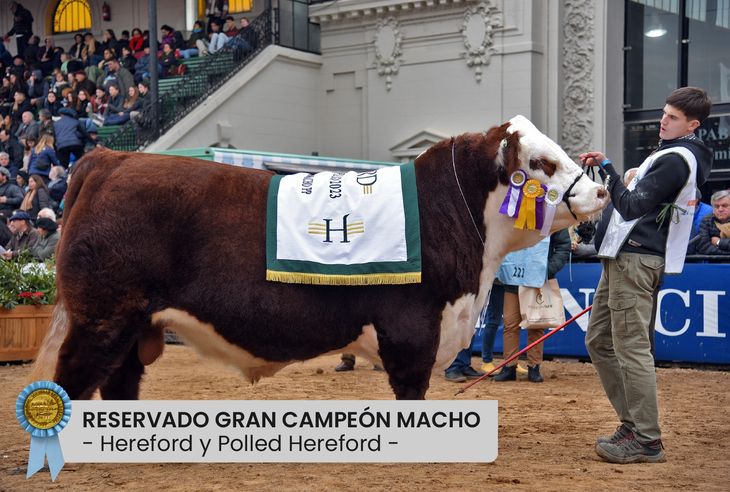 El ejemplar reproductor Hereford