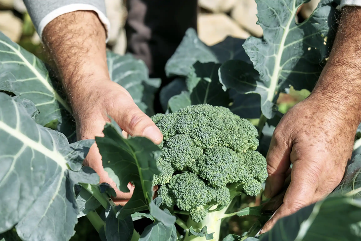 Las hojas de brócoli liberan compuestos volátiles que actúan como biofumigante natural en el suelo. Las hojas de brócoli liberan compuestos volátiles que actúan como biofumigante natural en el suelo.