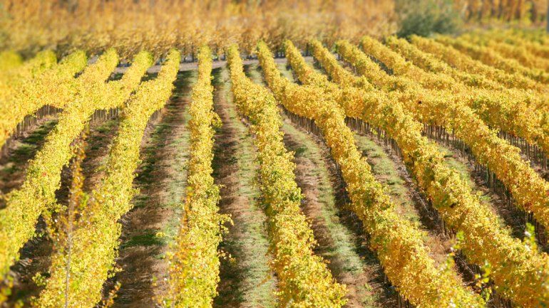 Las IG protegen del abuso comercial a aquellos vinos cuya característica pueda ser atribuida a su origen.