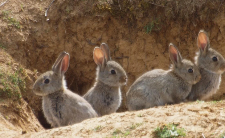 El campo patag&oacute;nico mira con recelo la decisi&oacute;n judicial que protege a especies plaga.