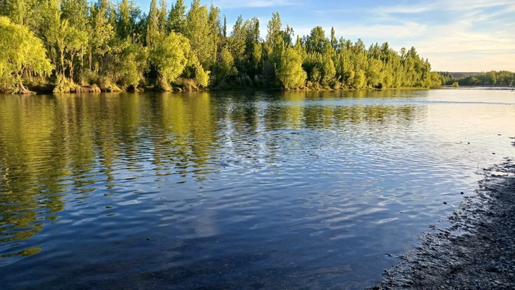 El dorado es el principal depredador natural que podría frenar el avance de estas especies invasoras.