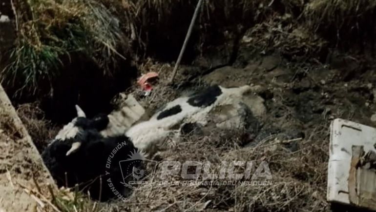 Las vacas estaban agotadas al momento del rescate en plena madrugada de Chos Malal