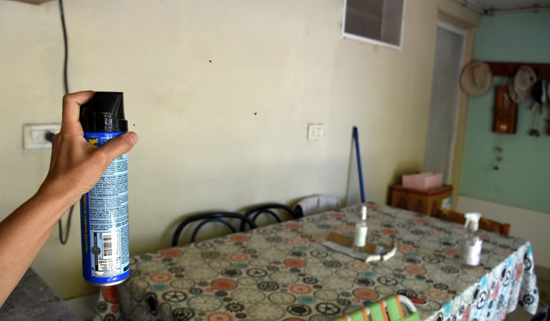 Miles de moscas invaden el Alto Valle: ¿a qué se debe?