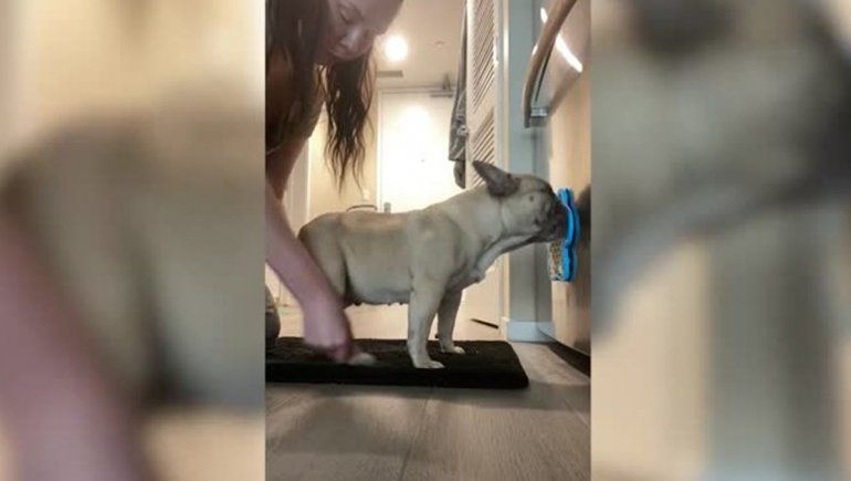 Esta perrita no deja de sumar visualizaciones en YouTube