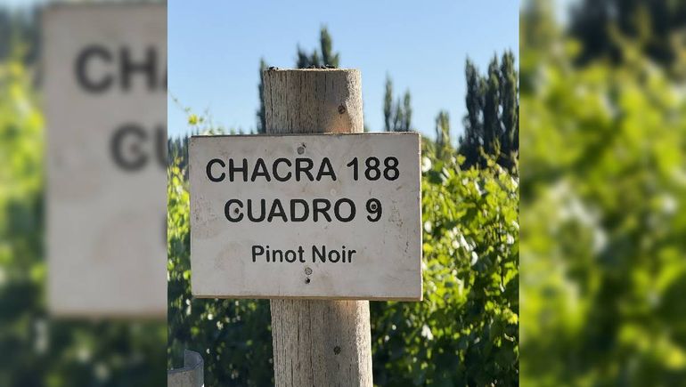 Las plantaciones de uva de Pinot Noir son la vedette en la Patagonia. Las plantaciones de uva de Pinot Noir son la vedette en la Patagonia.