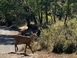 Luego de casi 30 años de ausencia,&nbsp;el huemul ha regresado al Parque Nacional Lanín, marcando un hito en la conservación de esta especie emblemática de la región andina.