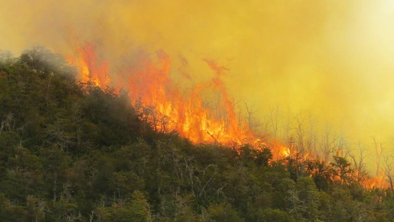 El incendio está descontrolado y afectó bosque nativo y araucarias.&nbsp;