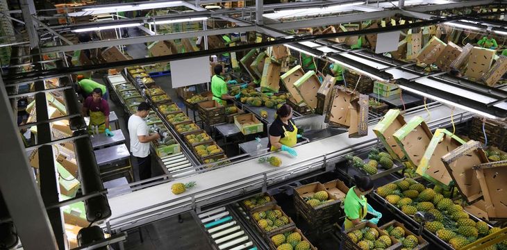 La piña se procesa en las mismas instalaciones que Fresh Del Monte tiene en Costa Rica. La piña se procesa en las mismas instalaciones que Fresh Del Monte tiene en Costa Rica.