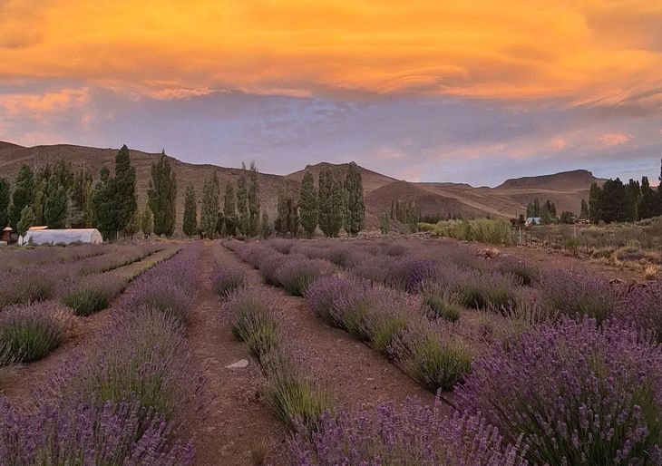 La Patagonia muestra su atardecer con la explotación de lavandas. La Patagonia muestra su atardecer con la explotación de lavandas.