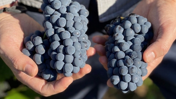 Transformación en Patagonia: cómo un viñedo casi perdido produce vinos premiados mundialmente | LM Neuquen Transformación en Patagonia: cómo un viñedo casi perdido produce vinos premiados mundialmente