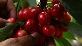 neuquen recibe la jornada nacional sobre cerezas