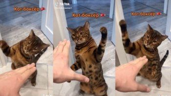 TikTok: gato se hace viral por sus movimientos de boxeo. TikTok: gato se hace viral por sus movimientos de boxeo.