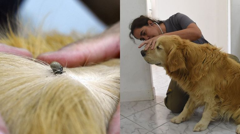 Mal de la garrapata: las veterinarias neuquinas no paran de atender casos