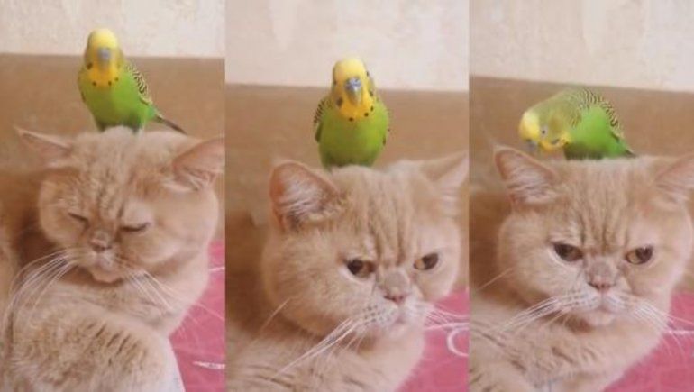 Facebook: el video viral de un gato y un loro que se convirtieron en mejores amigos