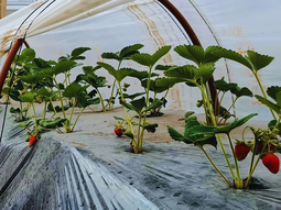 Las “Frutillas del viento” que se producen en Chubut se caracterizan por su sabor. Foto: INTA Las “Frutillas del viento” que se producen en Chubut se caracterizan por su sabor. Foto: INTA