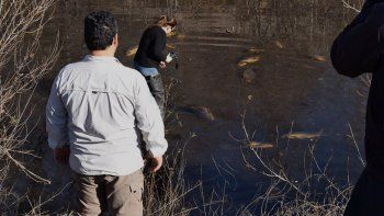 productores enojados tras conocerse la causa de la mortandad de peces en el rio negro
