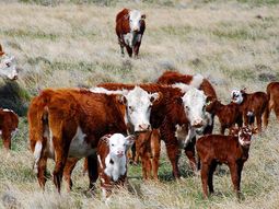 Preocupación entre los productores de la Patagonia por el cierre de la frontera con Chile. Preocupación entre los productores de la Patagonia por el cierre de la frontera con Chile.