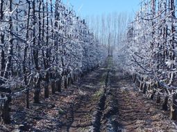 Las defensas activas permitieron proteger la producción en gran parte del Valle. Las defensas activas permitieron proteger la producción en gran parte del Valle.