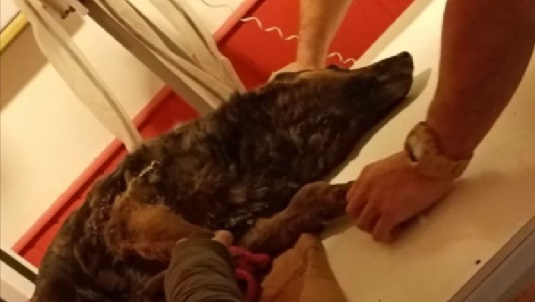 Brutal ataque a una perra: la prendieron fuego y la tiraron al pozo de un basural municipal.