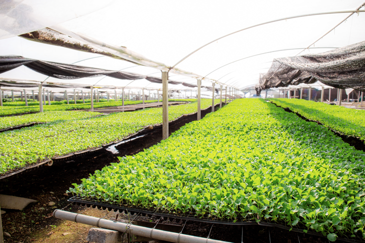 Neuquén cuenta actualmente con 63 establecimientos orgánicos. Foto: gentileza. Neuquén cuenta actualmente con 63 establecimientos orgánicos. Foto: gentileza.