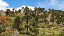 El “Mapa de Plantaciones Forestales” es un hito para el sector. Foto: gentileza