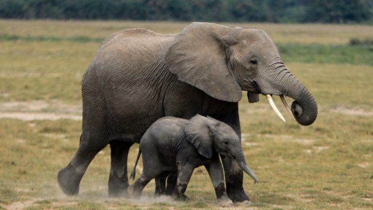Soñar con elefantes: conocé qué significa