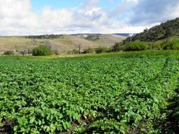 La superficie de producción orgánica en el país alcanzaba los 3,9 millones de hectáreas en 2024. La superficie de producción orgánica en el país alcanzaba los 3,9 millones de hectáreas en 2024.