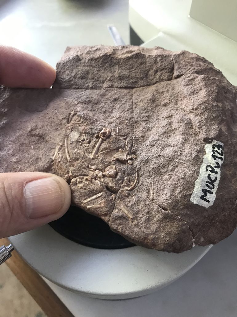 Restos de materiales de batracios quedaron preservados en rocas de la formación Candeleros.