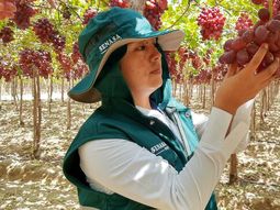 En el cierre de la presente temporada Perú proyecta exportar unas 620.00 toneladas de uva de mesa. En el cierre de la presente temporada Perú proyecta exportar unas 620.00 toneladas de uva de mesa.