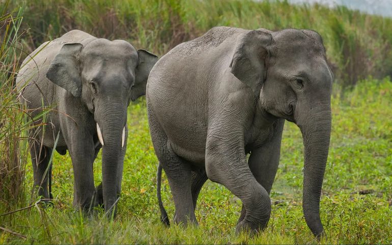 Elefantes atacaron a trabajadores mientras dormían en Malasia y un hombre murió por las heridas Elefantes atacaron a trabajadores mientras dormían en Malasia y un hombre murió por las heridas